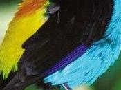 Quelques Zozios spectaculaires Merci Louis DESSOUT