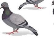 Gare pigeons