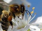 insecticides néfastes pour abeilles