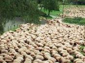 Face Mali, doit-on céder panurgisme médiatique