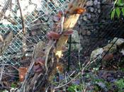 sureau Canaries oreilles Judas