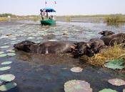 Thaïlande: Buffalo bain dans rose [HD]