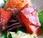 Salade colorée bacon croustillant pamplemousse rose