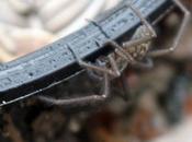 tégénaire nouvelle aussi