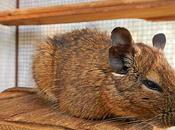 naissance d'Octodons