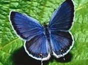 Production d’hydrogène inspiré ailes papillons