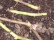 Bouturer misère c'est moment