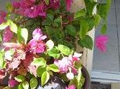 Bouture Bougainvillée demi réussite