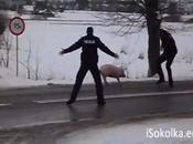 VIDEO. Pologne, cochon fugueur mène policiers bourrique pendant deux heures