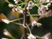 Recette mardi bourse pasteur