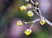 Cornus officinalis