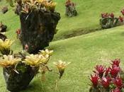 Broméliacées, étranges plantes épiphytes, visite Martinique