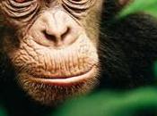 Chimpanzés plongée merveilleuse découverte primates Côte d'Ivoire