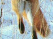 Firefox cookies publicitaires bloqués défaut