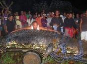 Philippines: crocodile marin géant Lolong mort