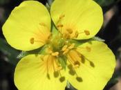 Potentilla erecta (Potentille dressée, Tormentille)