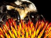 l’importance pollinisateurs sauvages