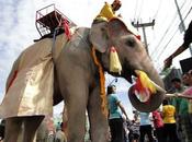 Thaïlande, l'éléphant menacé attractions touristiques