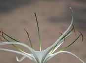 mante fleur africaine beach spider Lilly