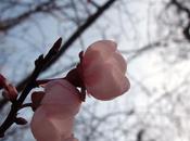 Passer d'autres choses avec prémices printemps