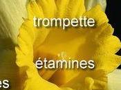 Découverte fleur jonquille trompette