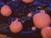 piscine Cochons pour l'anniversaire Maxime