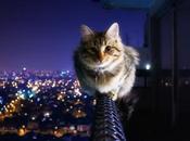 Tweaks permet d'activer fonction ''Ne déranger'' Siri iPhone...