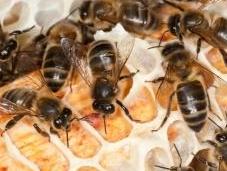 Mortalité abeilles pesticides l'Europe s'en fout