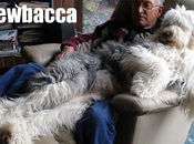 Star Wars Episode Harrison Ford parle