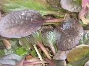 Comment multiplier Bugle