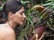 Expédition recherche Nepenthes Stewart Mcpherson