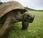 Jonathan, ans, tortue géante Seychelles.