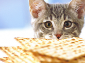 week Passover meals...Une semaine repas "spécial Pessah"...