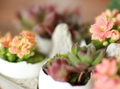 jetez plus coquilles (DIY)