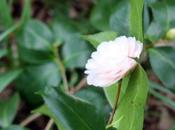 promesses fleurs Veneux