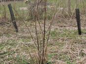 Sambucus mandschurica