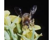 PESTICIDES: rongent aussi cerveau abeilles Nature Communications