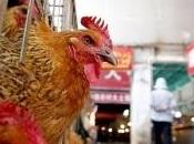 VIRUS AVIAIRE H7N9: L'infection humaine menace Chine OMS-FAO