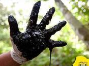 Equateur: vente enchères plus millions d’hectares forêt amazonienne compagnies pétrolières