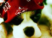 Jailbreak 6.1.3 (Tethered) votre iPhone iPhone...