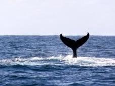 Japon va-t-il enfin mettre chasse baleine