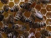 Greenpeace lance appel pour sauver abeilles