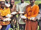 culture coton Afrique l’Ouest