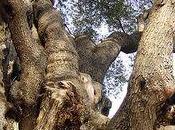 arbres plus vieux monde