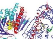 ALZHEIMER, PARKINSON: Décryptage majeur d'une enzyme responsable inhibiteur Nature