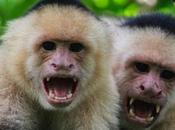 Classement smartphone l'on aimerait voir offrir...