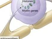 SCLÉROSE plaques: cellules productrices myéline partir peau Nature Biotechnology
