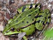 petite grenouille verte