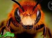 L’intelligence répartie abeilles