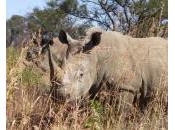 Protection l’environnement Quel potentiel pour l’approche propriétariste Afrique